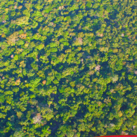 Ondas da Ciência 233 - Quanto vale a floresta amazônica?