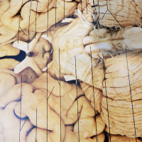 Usamos 100% Do Nosso Cérebro