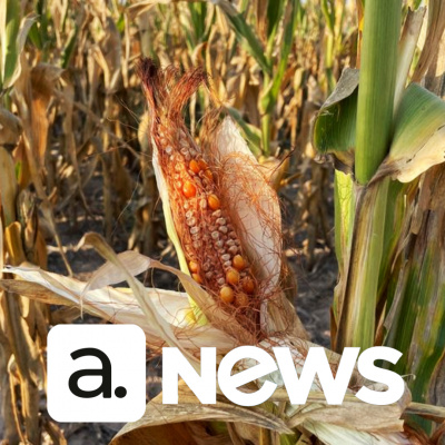 Diário de Notícias