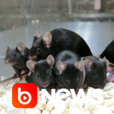 Diário de Notícias